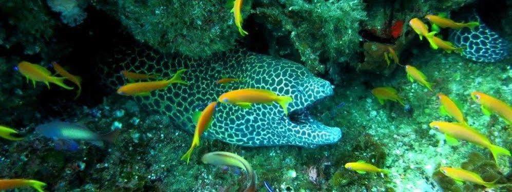 אומקומאס Blue Ocean Dive Resort מראה חיצוני תמונה